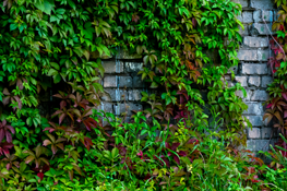 Japanese knotweed overgrowing into neighbouring property